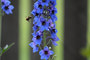 Feature Photo HM: Summer Buzz by Kristine Jean, Spruce Grove Examiner