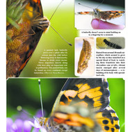 Photo Essay - Honourable Mention